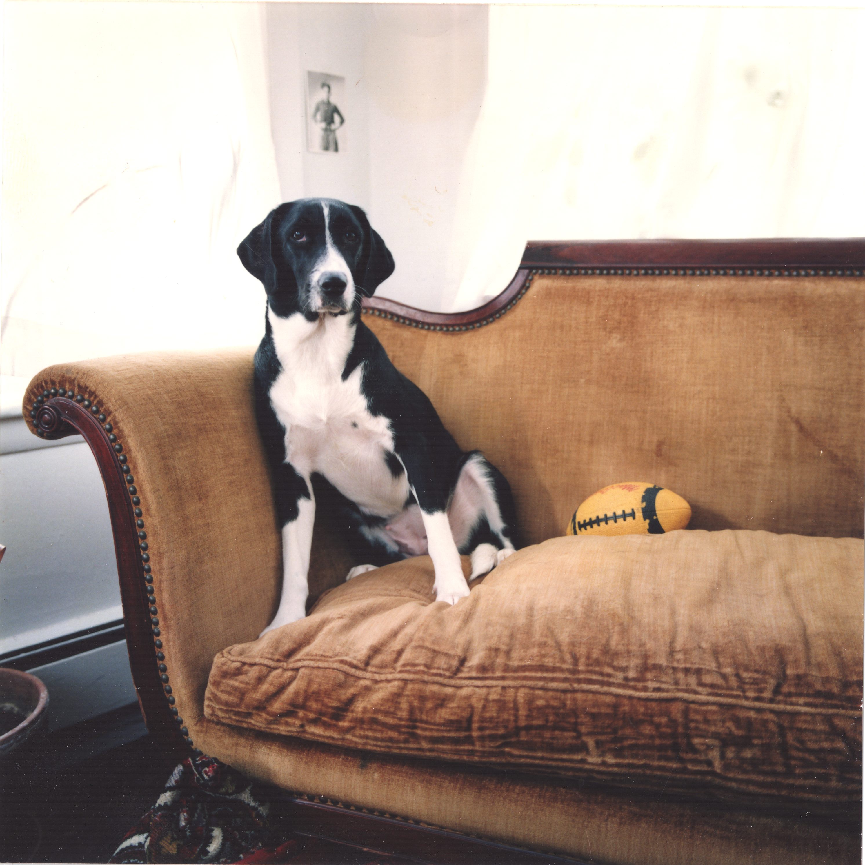 The Long-suffering Beast